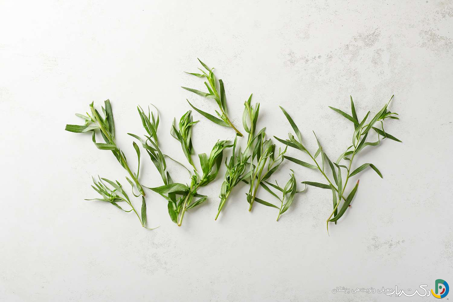 خواص ترخون برای مو